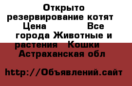 Открыто резервирование котят › Цена ­ 15 000 - Все города Животные и растения » Кошки   . Астраханская обл.